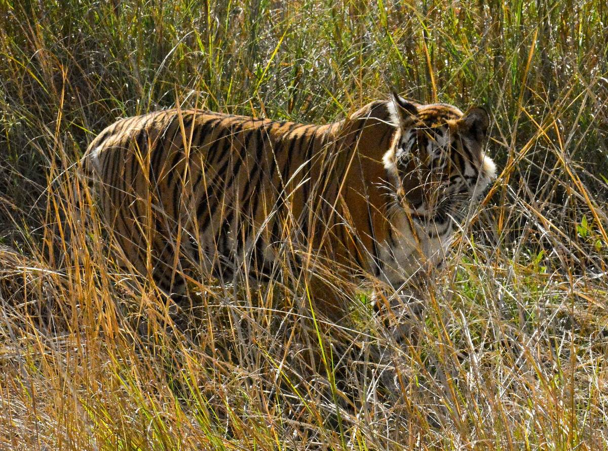 Royal Bengal Tiger (Panthera tigris tigris)